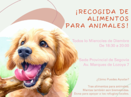 Brinda calor y alimento a los animales abandonados estas Navidades