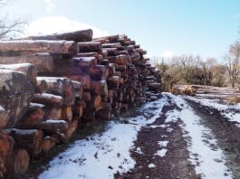 primeras nevadas en Valsaín