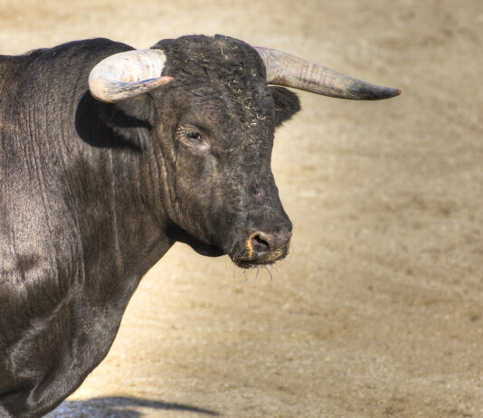 Retan al Ayuntamiento de Segovia a un referendum sobre tauromaquia
