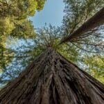 árboles más alto de Castilla y León