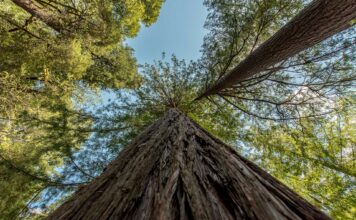 árboles más alto de Castilla y León