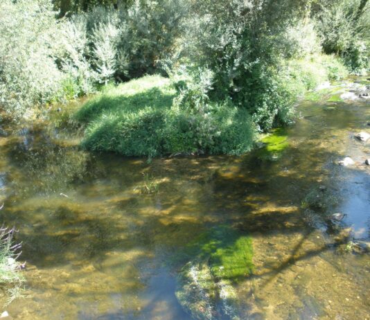 Tortugas en el Eresma