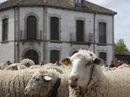 trashumancia por un pueblo de Segovia