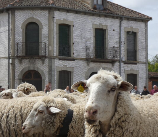 trashumancia por un pueblo de Segovia