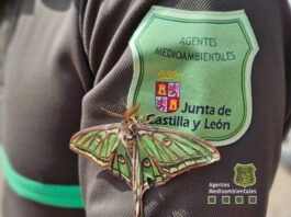 mariposa isabelina ya está en Segovia