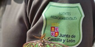 mariposa isabelina ya está en Segovia