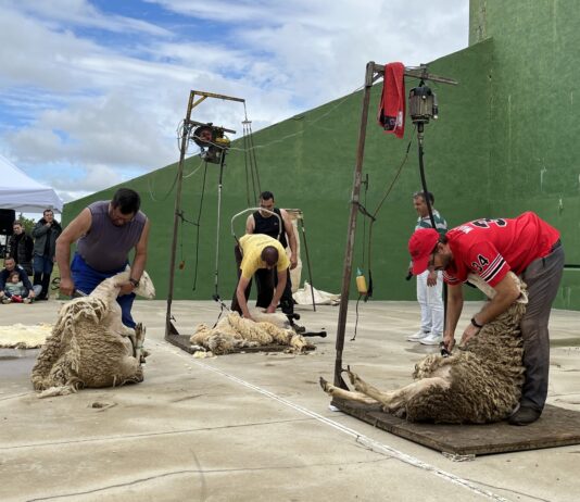 esquileo en un pueblo de Segovia