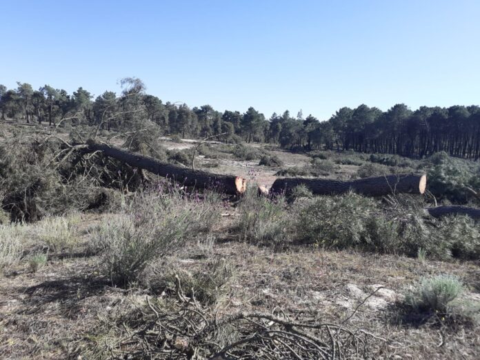 Advierten de la desertificación de Segovia