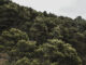 Cabezuelas, elegido para el proyecto Suma Forestal