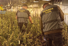 10.000 plantas de marihuana en viviendas