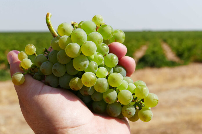 Ocho nuevas uvas en la D.O. Rueda