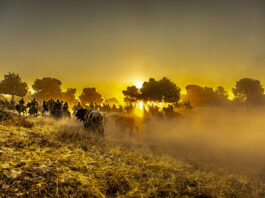 El ganador del Concurso de Fotografía de las Fiestas de Cuéllar