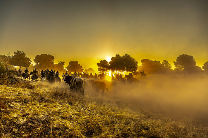 El ganador del Concurso de Fotografía de las Fiestas de Cuéllar