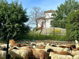 rebaño municipal en un pueblo de Segovia