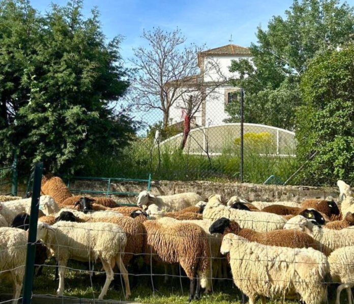 rebaño municipal en un pueblo de Segovia