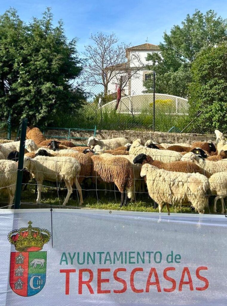 rebaño municipal en un pueblo de Segovia