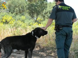 Investigado el dueño de un perro