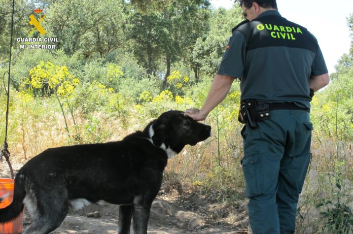 Investigado el dueño de un perro