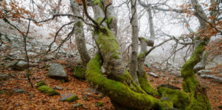 Un hayedo de cuento en un pueblo de Segovia