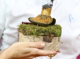 mejor tapa de Castilla y León