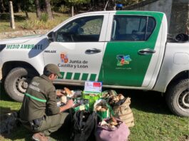 Decomisan 90 kilos de setas en Segovia