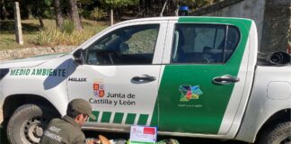 Decomisan 90 kilos de setas en Segovia