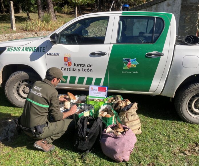 Decomisan 90 kilos de setas en Segovia