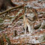 lobo se expande por Segovia