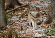 lobo se expande por Segovia