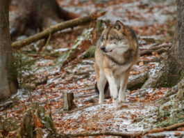 lobo se expande por Segovia