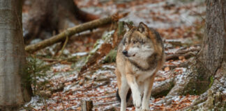 lobo se expande por Segovia