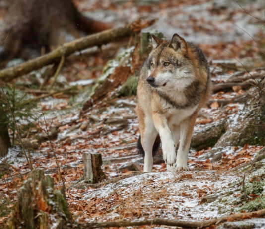 lobo se expande por Segovia