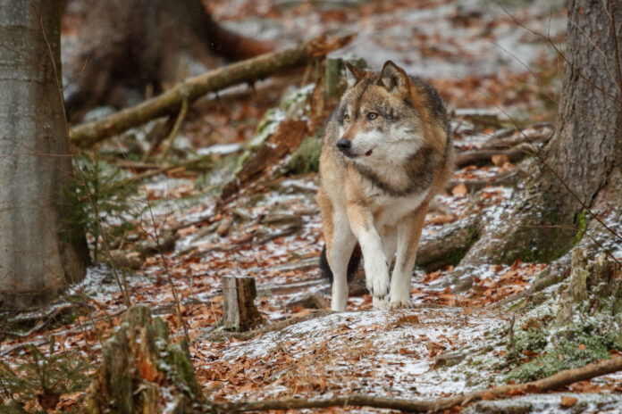 lobo se expande por Segovia