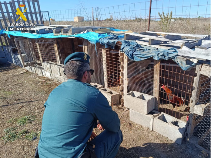 16 gallos mutilados en un corral en Cuéllar