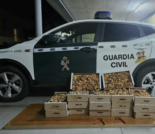 Aprehendidos 65 kilos de níscalos en Segovia