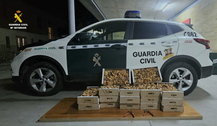 Aprehendidos 65 kilos de níscalos en Segovia