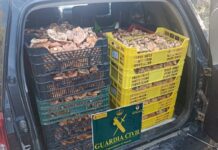 141 kilos de níscalos en Segovia