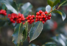 Feria del Acebo Prádena