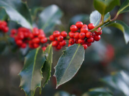 Feria del Acebo Prádena