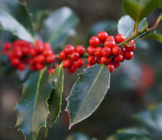 Feria del Acebo Prádena