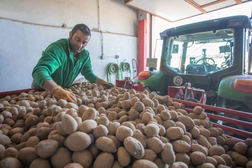 Patatas Tarsa