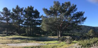 Chalet en venta en un pinar segoviano