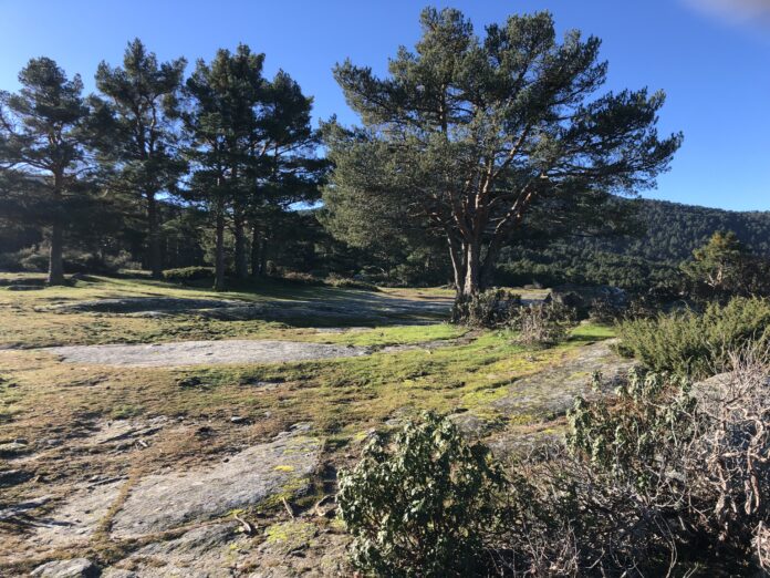 Chalet en venta en un pinar segoviano