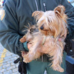 Investigados por estafa y maltrato animal