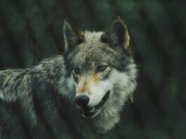 lobos matan en Segovia