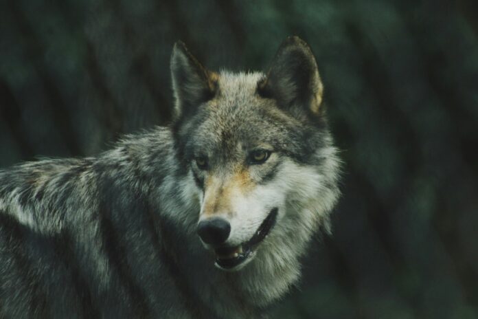 lobos matan en Segovia