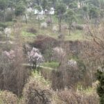 Ruta por almendros en flor en Segovia