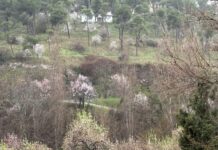 Ruta por almendros en flor en Segovia
