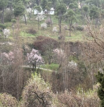 Ruta por almendros en flor en Segovia