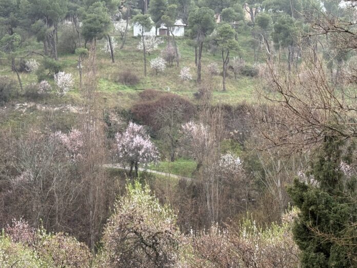Ruta por almendros en flor en Segovia
